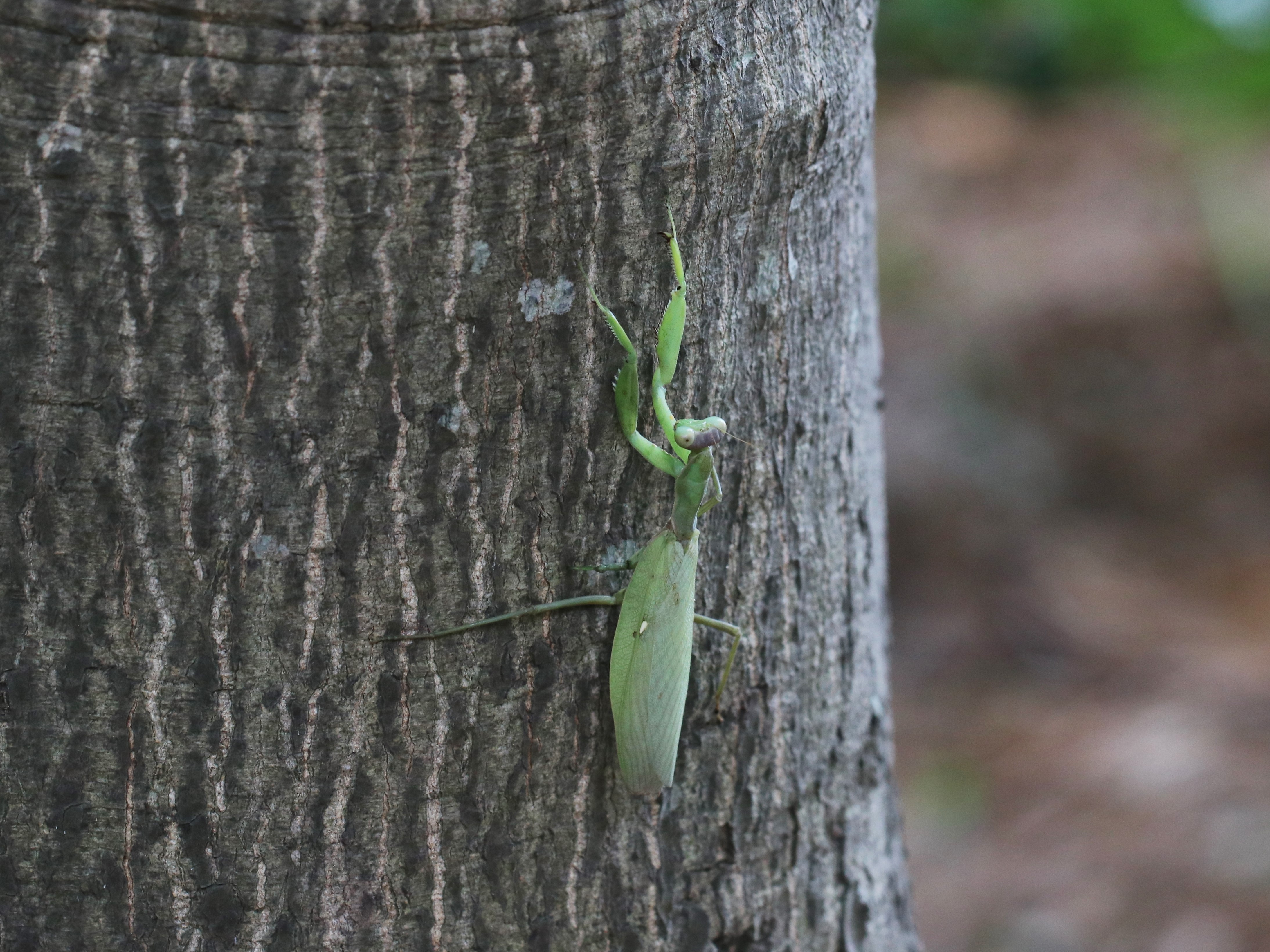 ハラビロカマキリ5
